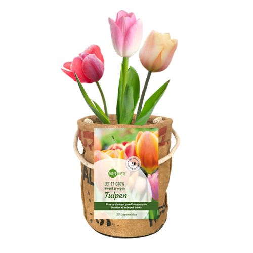 Kweekpot met 25 tulpenbollen - Afbeelding 1